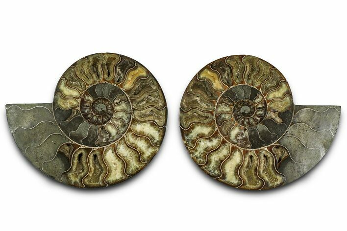Cut & Polished Crystal-Filled Ammonite Fossil - Madagascar #362398